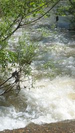 Scenic view of river flowing through tree