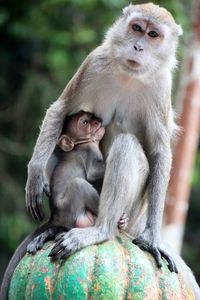 Monkey feeding infant on sculpture