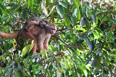 Monkeys on tree