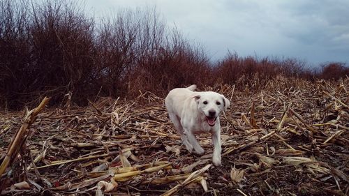 White dog standing on field