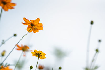 Close-up of yellow cosmos flower against sky