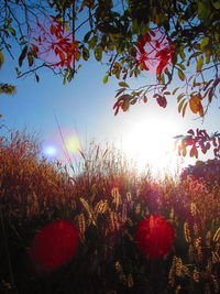 Trees growing on field at sunset