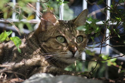 Close-up of tabby on tree