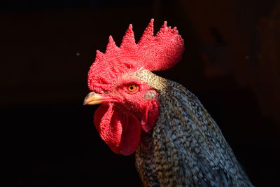 Close-up of rooster against black background