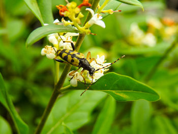 Close-up of insect on flower