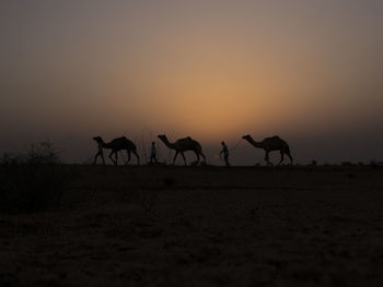Silhouette camels on landscape against sky during sunset