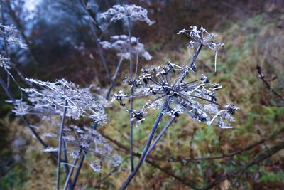 Close-up of frozen plant