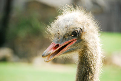 Close-up of a ostrich