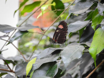 Close-up of butterfly on leaf