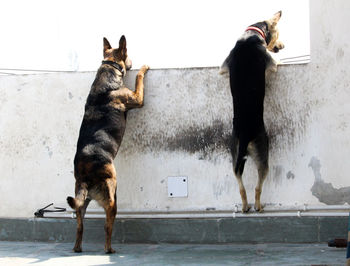 Dog standing against wall