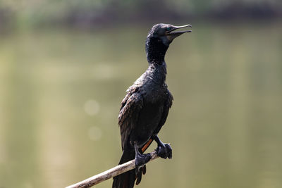 Close-up of a bird perching