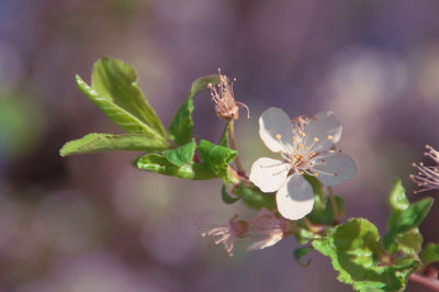 Close-up of flowering plant