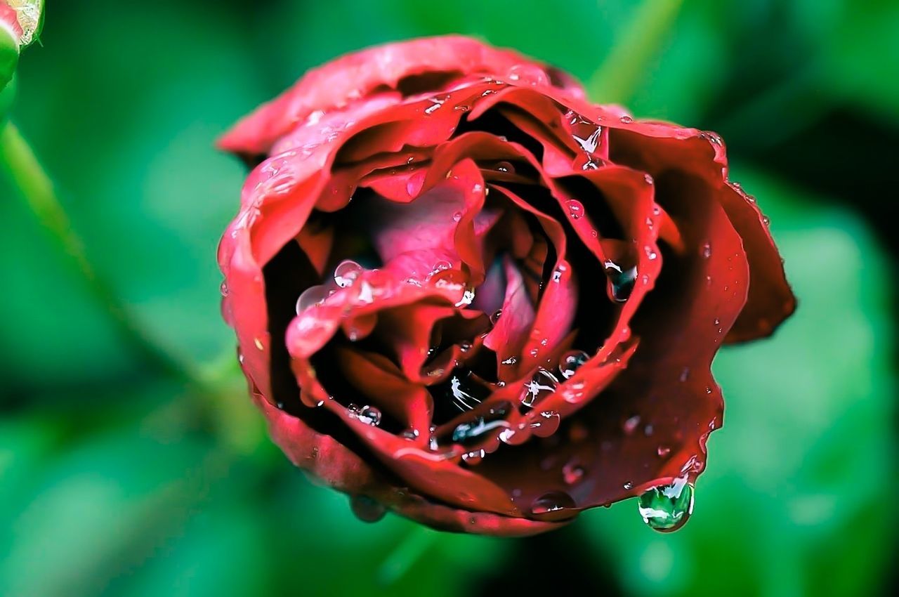 petal, flower, close-up, flower head, fragility, freshness, focus on foreground, drop, growth, beauty in nature, single flower, red, blooming, wet, nature, plant, rose - flower, water, dew, selective focus