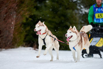 View of dogs on snow covered landscape