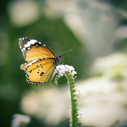 Close-up of butterfly pollinating on flower