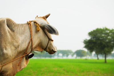 Close-up of a horse on field