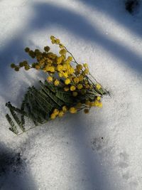 High angle view of snow on plant during winter