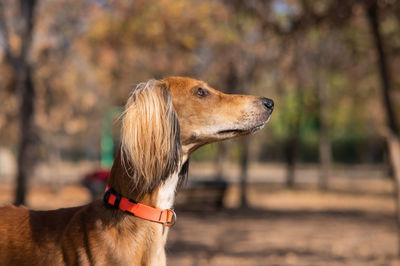 Close-up of dog