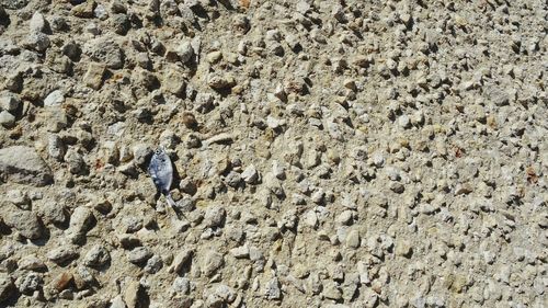 Rear view of person on sand