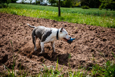 Side view of a dog on field