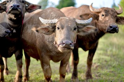 Portrait of cow standing on field