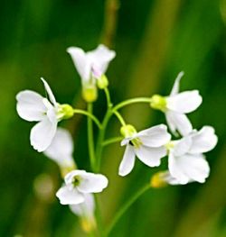 Close-up of white flowers blooming outdoors
