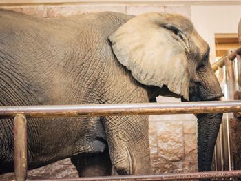 Side view of elephant in zoo