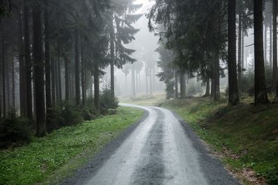 Road passing through forest