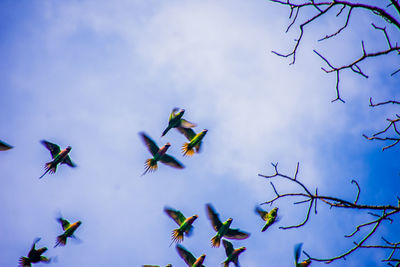 Low angle view of birds flying against sky