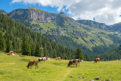 Horses grazing in a field