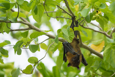 Low angle view of bird perching on tree