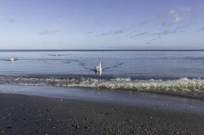 View of seagulls on beach