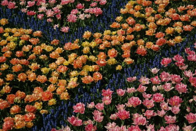 Full frame shot of tulips and hyacinths blooming in garden