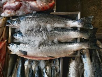 Close-up of fish for sale in market