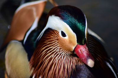 Close-up of a duck