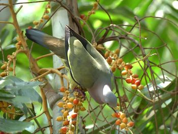 Close-up of fruits on tree