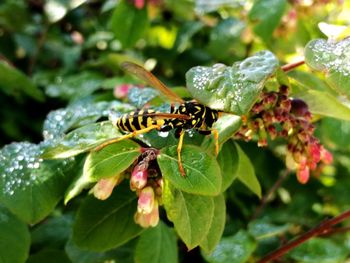 Close-up of insect pollinating on flower