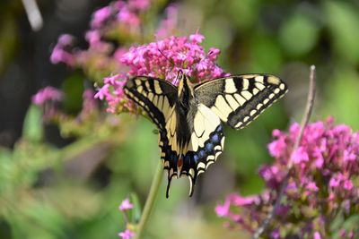 Close-up of butterfly pollinating on pink flower