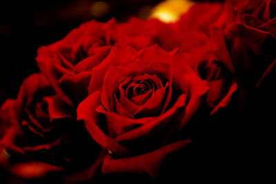 Close-up of rose against black background