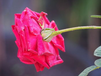 Close-up of raindrops on pink rose