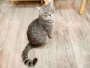 Portrait of tabby sitting on wooden floor