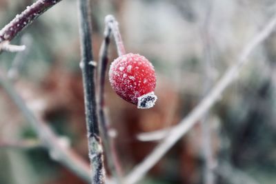 Close-up of berry on snow