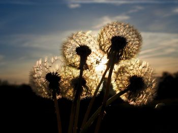 Close-up of dandelion on field against sky