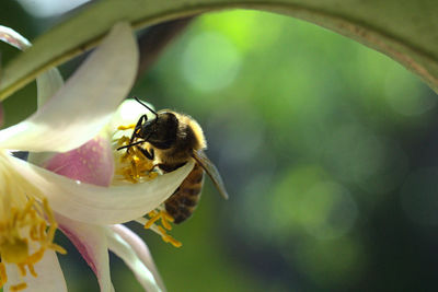 Close-up of bee pollinating on flower