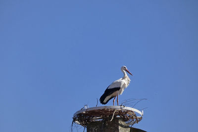 Aerie white stork