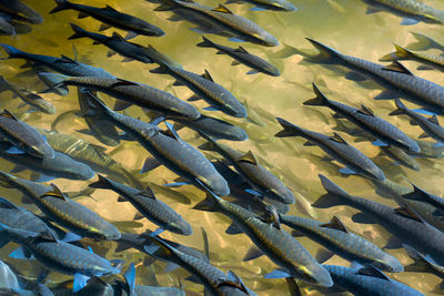 Fish swimming in sea