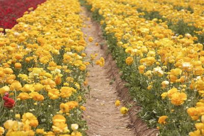 View of yellow flowering plants in field