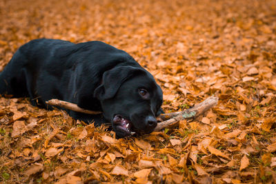 Black dog lying on ground