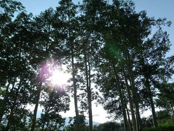 Sun shining through trees