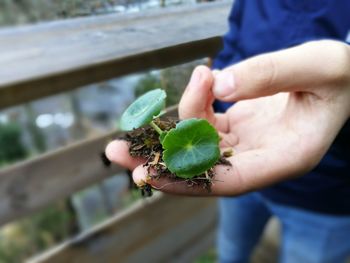 Close-up of man holding leaf